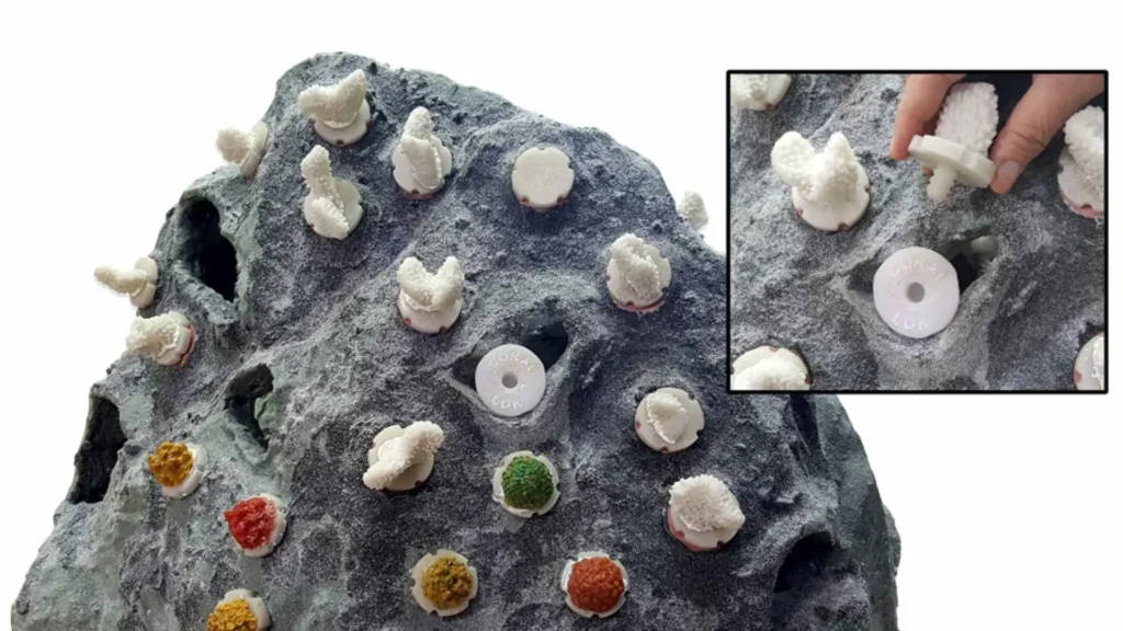 Close-up of Coral Lok frag plugs used to attach live coral to artificial reef modules off Hollywood Beach, Florida